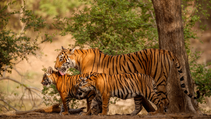 https://salarnews.in/public/uploads/images/newsimages/maannewsimage06012026_002544_Tiger census.png